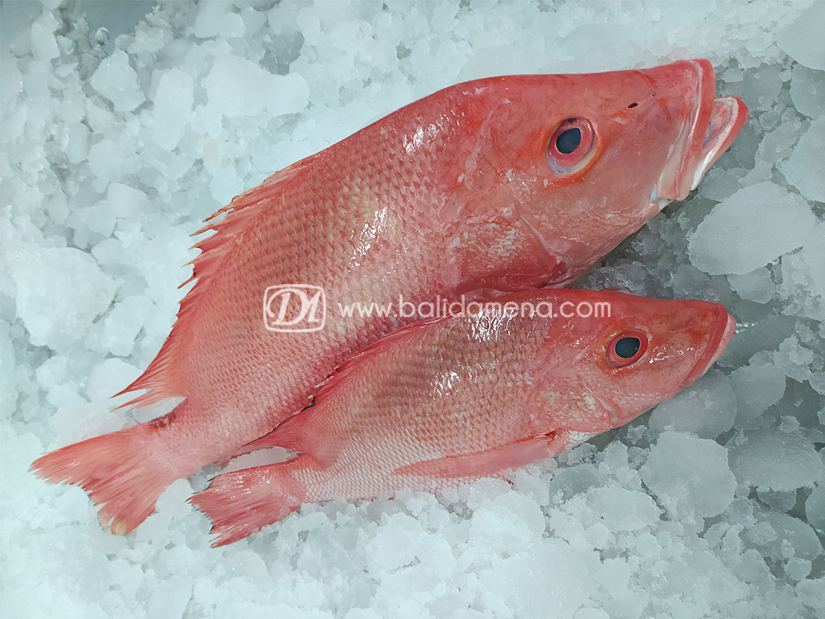 Fresh Red Snapper