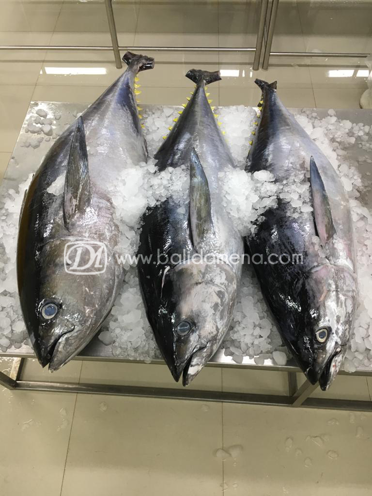 Damena Bali - Fish Supplier For Export, Local Sales and Fish Market